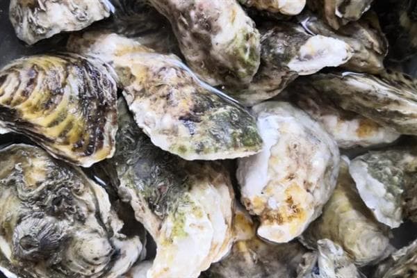 海蛎子：世界第一大养殖贝类的科学解读