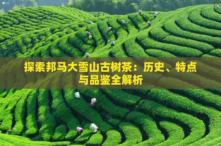 探索邦马大雪山古树茶：历史、特点与品鉴全解析