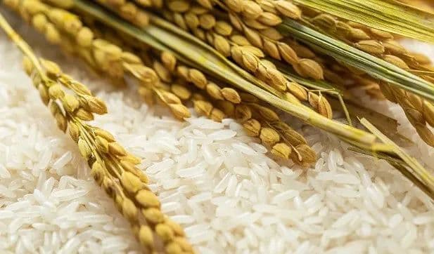 中医眼中，针对特发性震颤患者最有效的“五谷杂粮”，更能增添食欲改善便秘。
