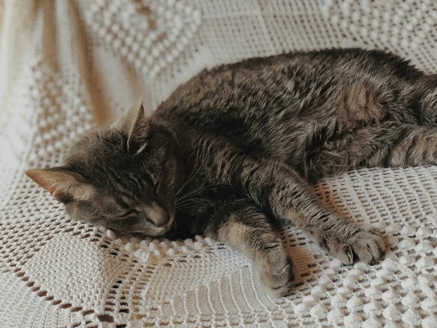 猫咪为什么爱蜷缩着睡？解密猫咪的睡眠姿势