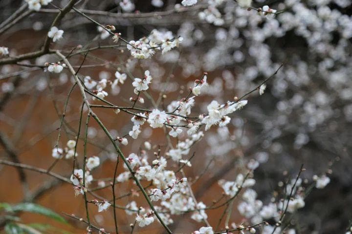 天台千年隋梅花开 游客踏雨寻香