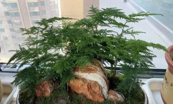 文竹生长过程的全面指南（从种植到成长，学会如何照顾文竹）
