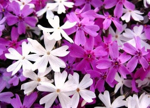 芝樱花什么时候开花？从花期到养护要点全解析