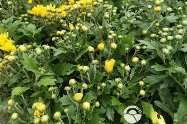 九月菊怎么养？九月菊的养殖方法