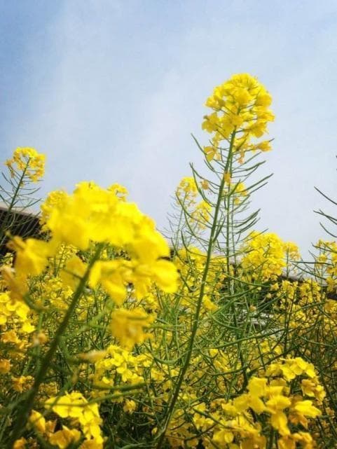春天都有什么颜色的？春天里的七彩画卷：你所不知道的春日色彩!