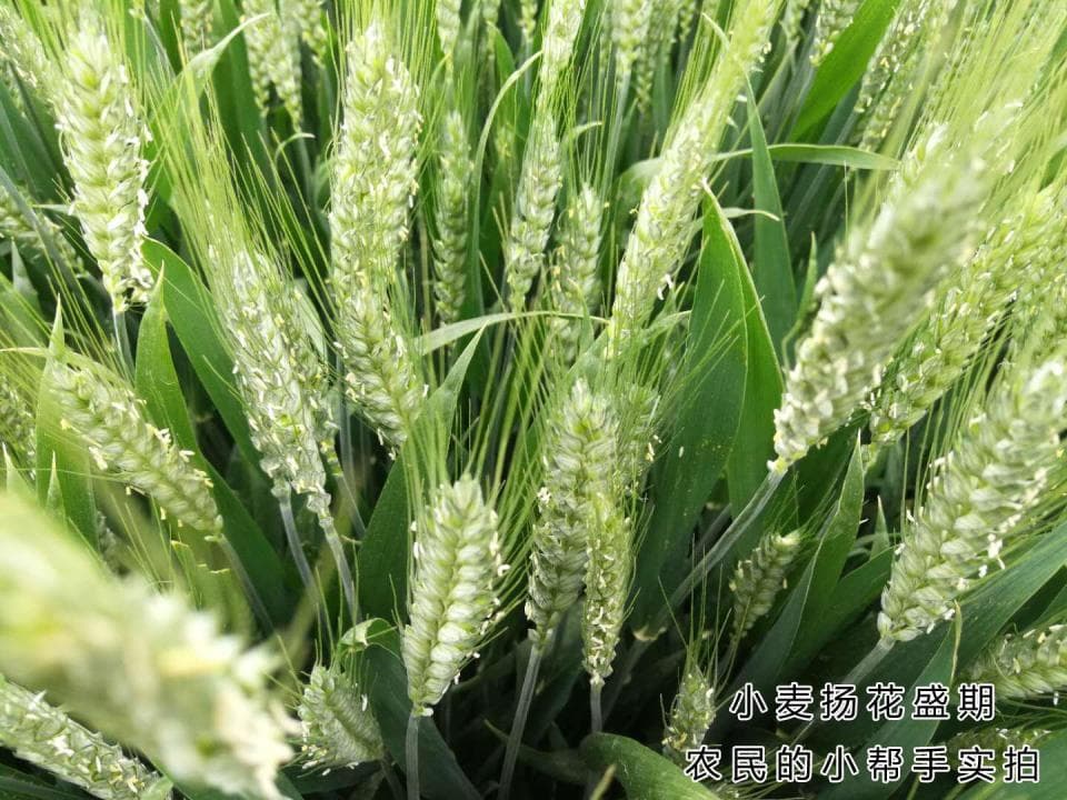 小麦扬花期打药之争：见花打药还是禁止施药？风险与安全咋双赢？