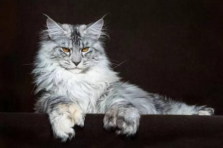 缅因猫：森林中的王者，力量与温柔并存
