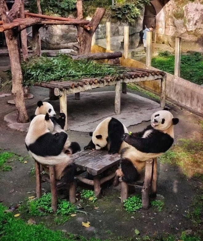 带娃去重庆五天怎么玩不累？重庆亲子游5天详细线路攻略