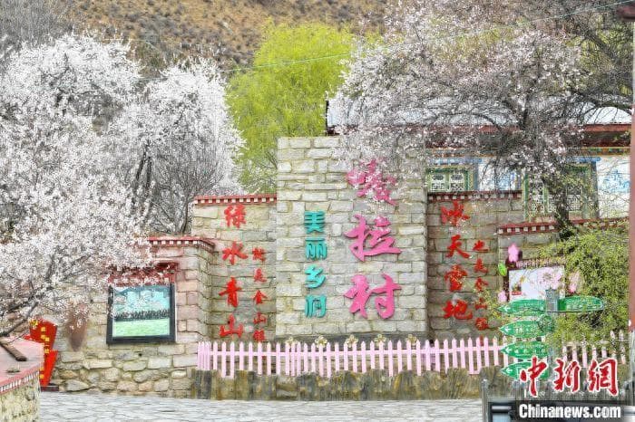 “桃花经济”映红乡村振兴 西藏林芝嘎拉桃花村产业升级创收再提升