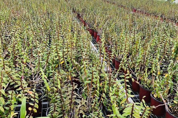 从土壤到管理：石斛种植技术要点详解