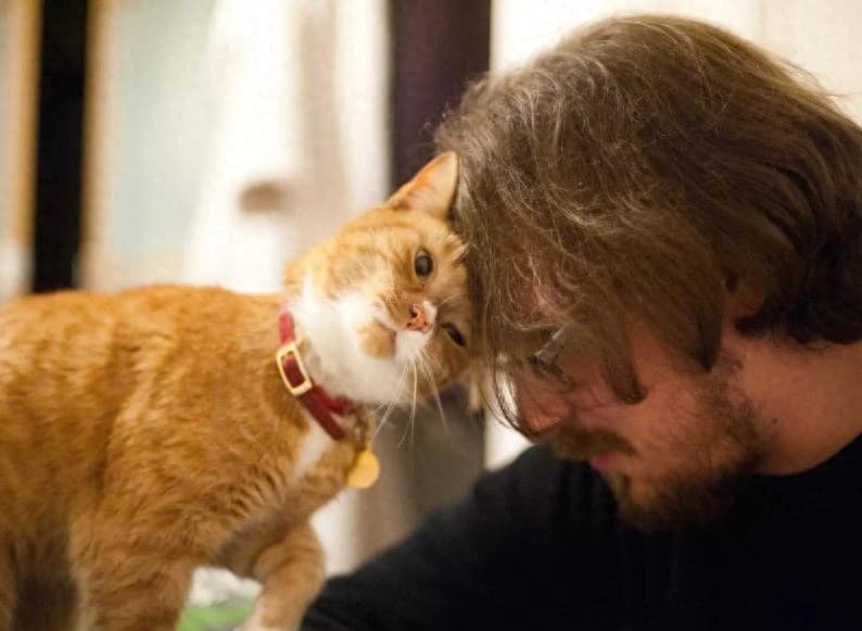 掌握猫咪这7种常见肢体语言，你也能成“读猫专家”！