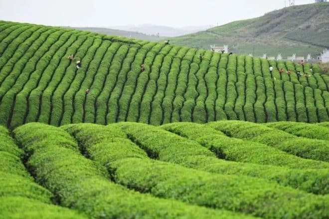 从人类非遗一步步到世界抹茶超级工厂，这个西南省份凭什么？