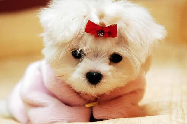 马尔济斯犬：3000年贵族血统，娇小可爱却难打理