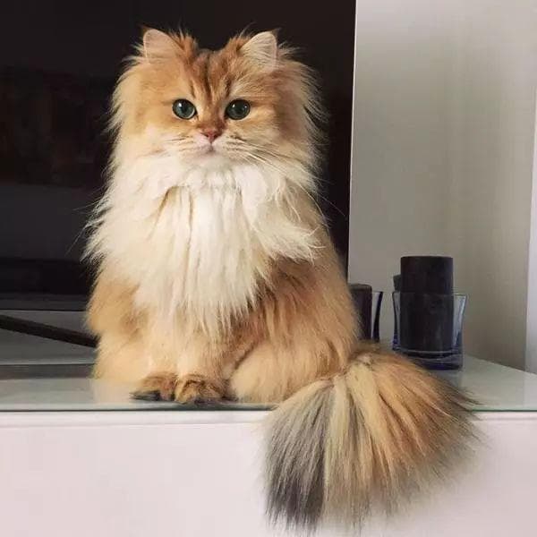 喵界女王！最具优雅气质的猫咪美到让人舍不得移开目光！