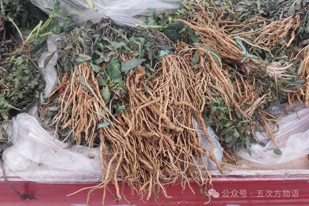 苦菜、苦苣菜、苦荬菜，还有苦麻菜、曲麻菜，你能分得清？