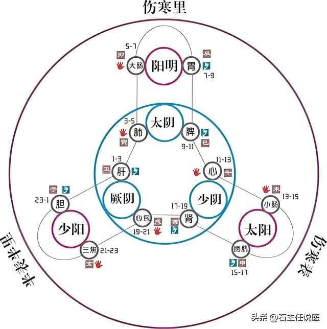 《伤寒论》六经病证与五脏六腑的关系