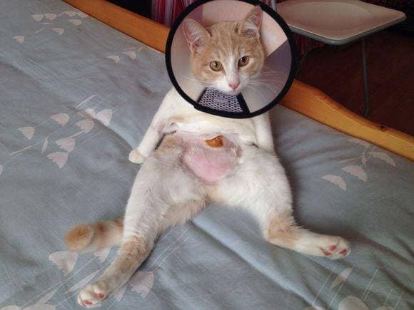 猫咪绝育需谨慎，宠物健康更重要