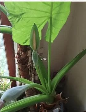 香蕉皮泡水几天能浇花？