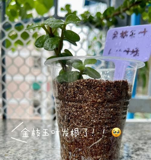 金枝玉叶如何扦插？有哪些技巧方法？