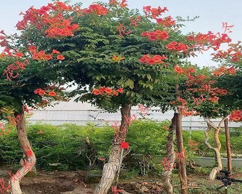 如何养护和管理好凌霄花老桩（掌握关键养殖方法和养护事项，让凌霄花老桩生长茂盛）
