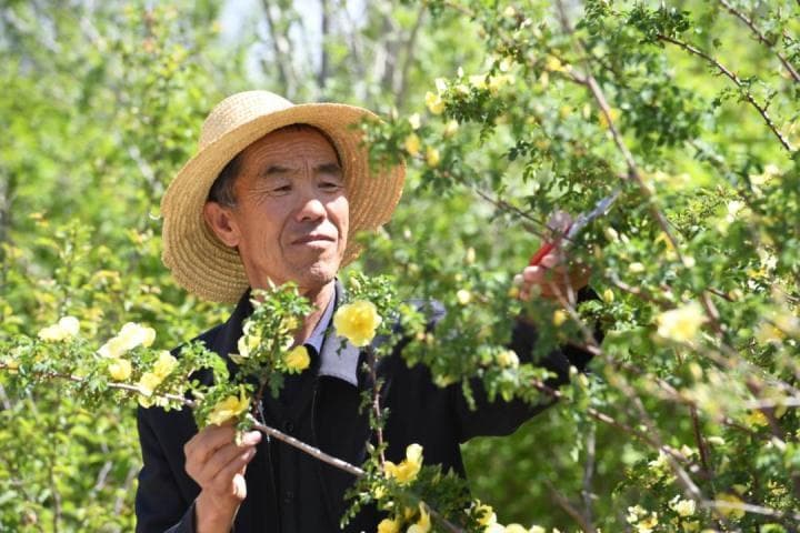 “林业英雄”郭万刚：40多年如一日筑起“绿色长城”