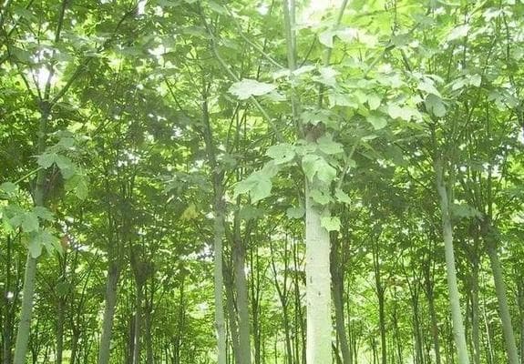 枫树和梧桐树的区别（探究这两种树的形态、生长环境和生态功能）