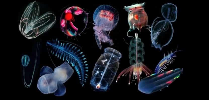 浮游生物：其对生态系统和全球气候的影响
