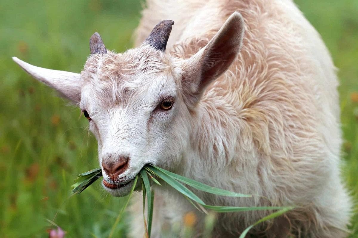 草食动物的特征、类型和例子