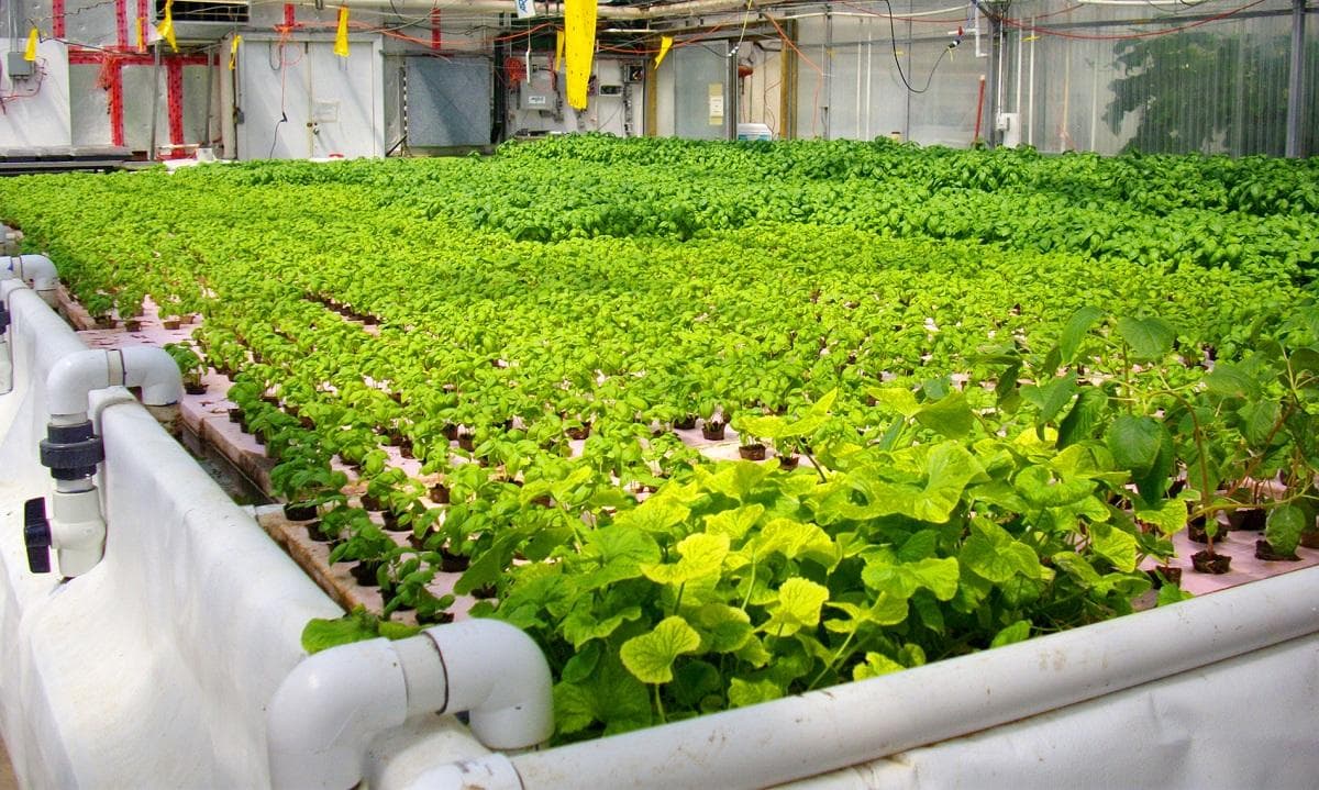 發現魚菜共生的潛力：它的工作原理及其好處