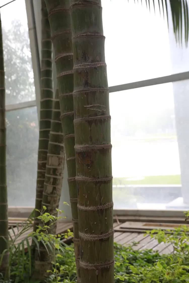散尾葵：一种常见的观赏植物及其养护方法