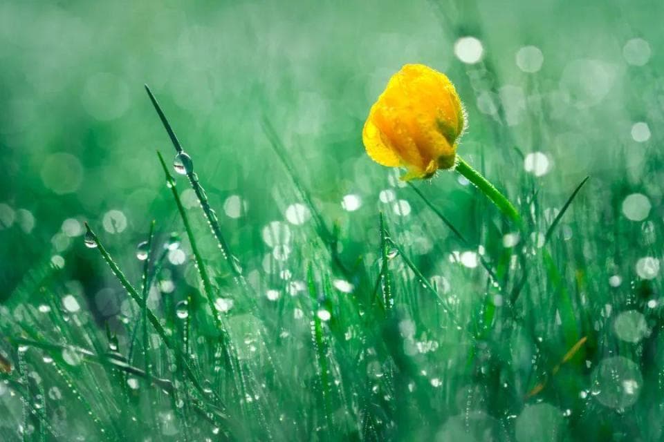 诗情话节气 | 雨水洗春容，平田已见龙
