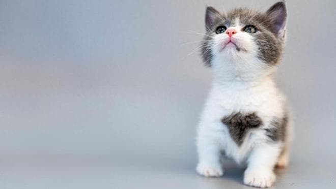 猫咪疫苗全攻略！这3针不打等于埋雷，90%养猫人都搞错了时间