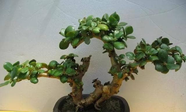 园艺指南：如何选择合适的花盆种植花卉