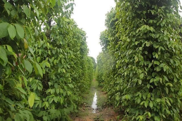胡椒树种植技术详解：选址、管理与病虫害防治