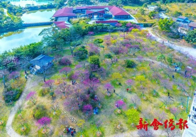 春暖花开，到广东新会圭峰山赏樱、"森"呼吸