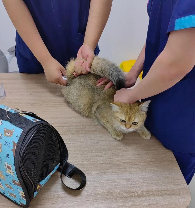 猫咪生病的表现（猫咪生病时的角落躲避行为）
