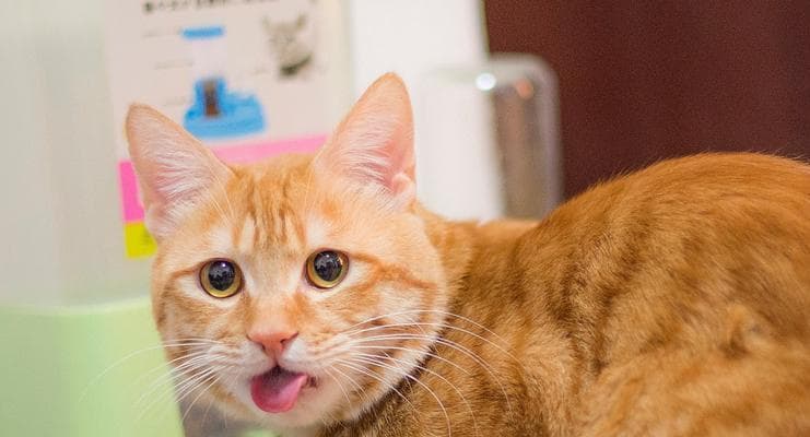 猫咪的舌头有多厉害（探秘猫咪的舌头与吐出的一点点）