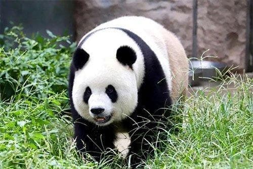 大熊猫为什么被视为中国的国宝