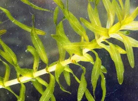 伊乐藻：净化水质、提供氧气的神奇水生植物
