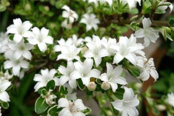 六月雪什么时候开花？详解六月雪的品种、养殖与药用价值