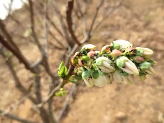 蓝莓园7种主要害虫的危害症状识别（高清大图）及防治措施