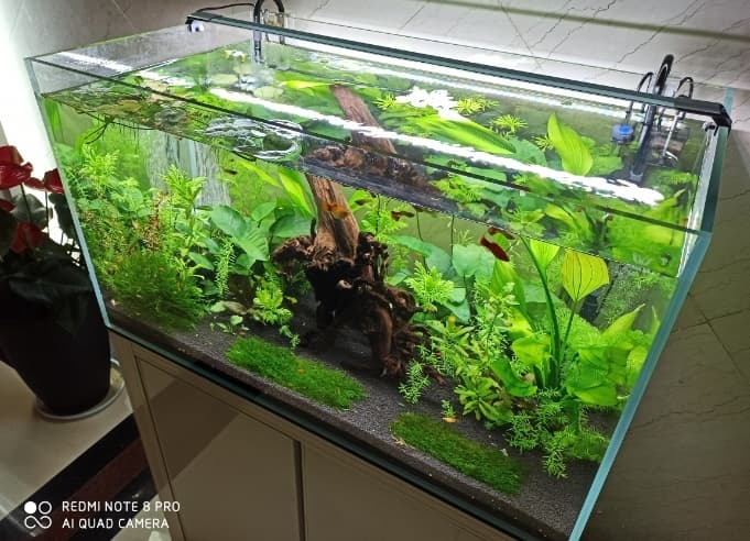 鱼缸水质管理技巧全解析：维持水生生物健康环境的秘诀