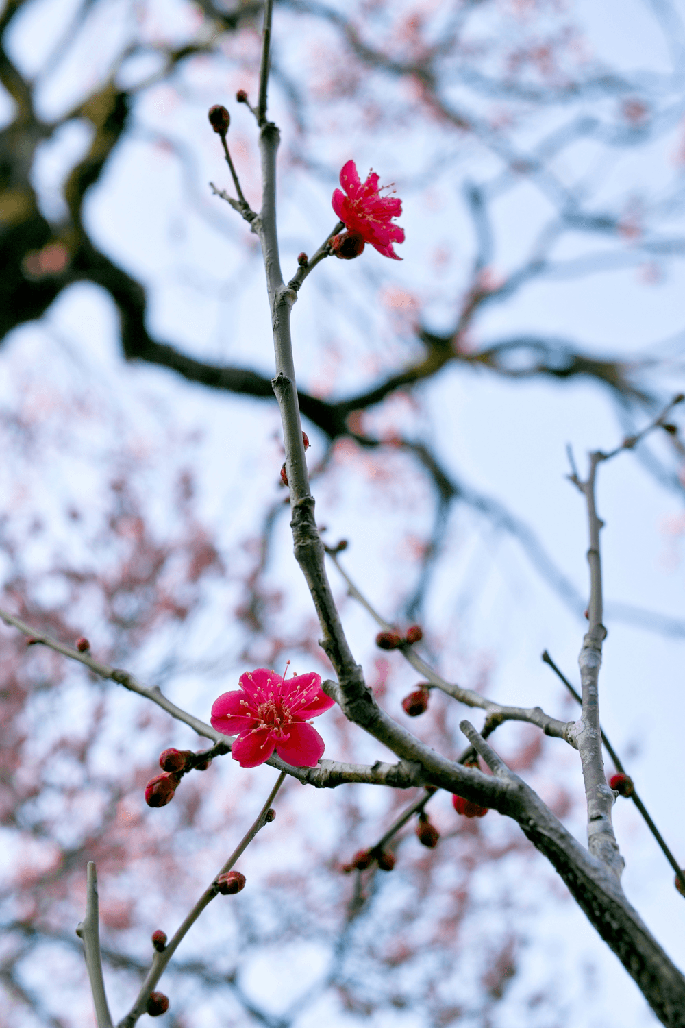 青城山四季打卡攻略：春赏花夏避暑秋看红叶冬玩雪
