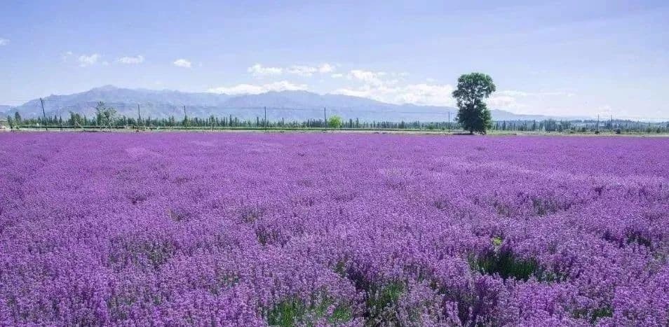 依地形设计花海