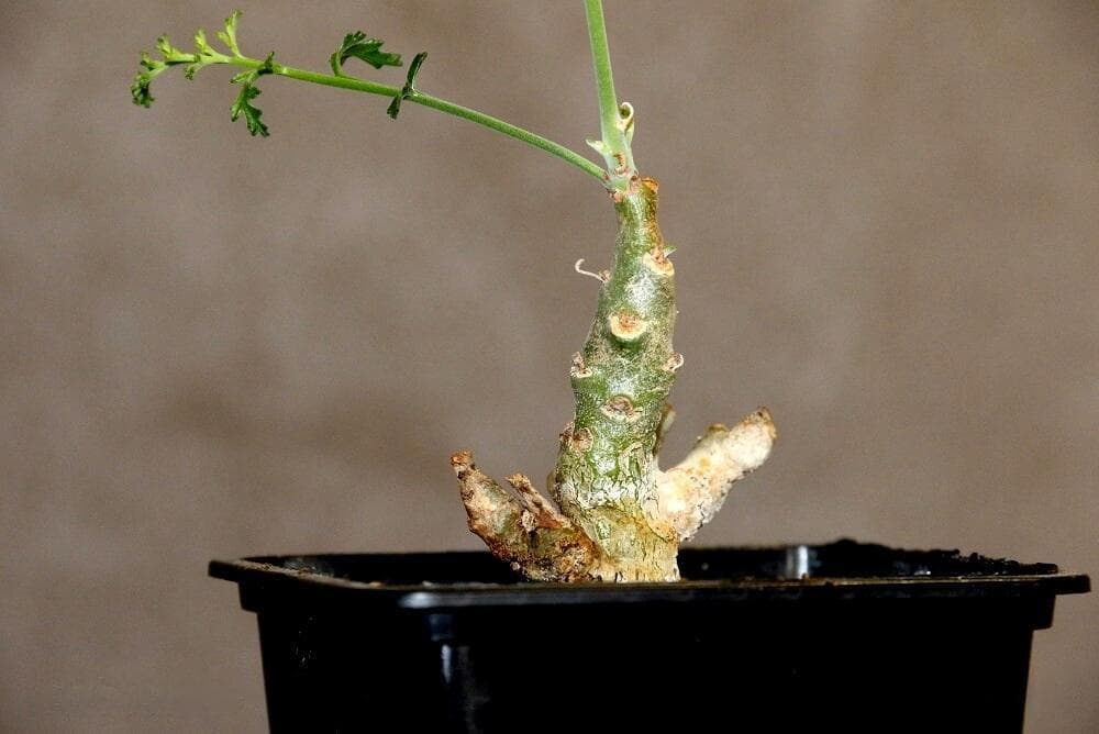 活着的香水瓶：沉香鹿茸洋葵Pelargonium parviflorum
