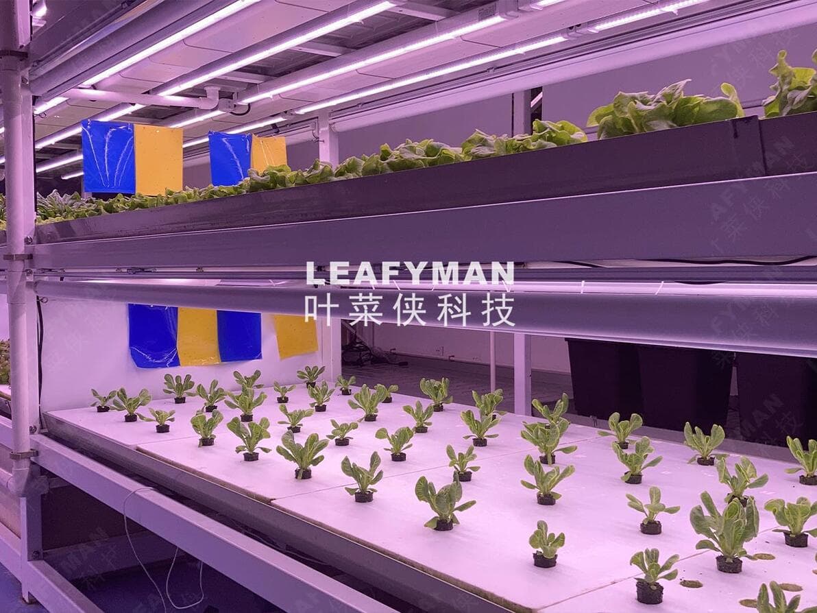 植物工厂：未来农业的革命性解决方案