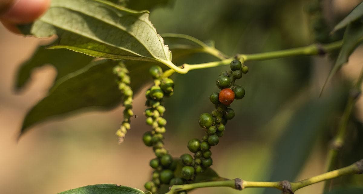 胡椒树的种植条件及适宜生长环境（了解胡椒树的生长环境，助您种出优质胡椒）