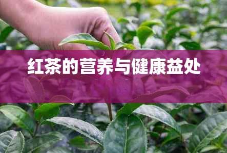 红茶的禁忌与益处