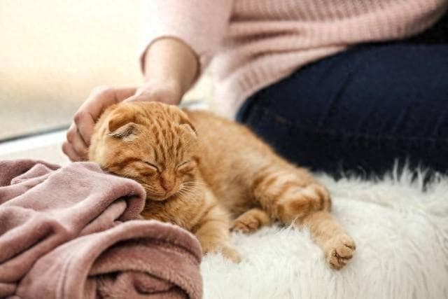 猫咪的复杂情绪，你能感知到吗？