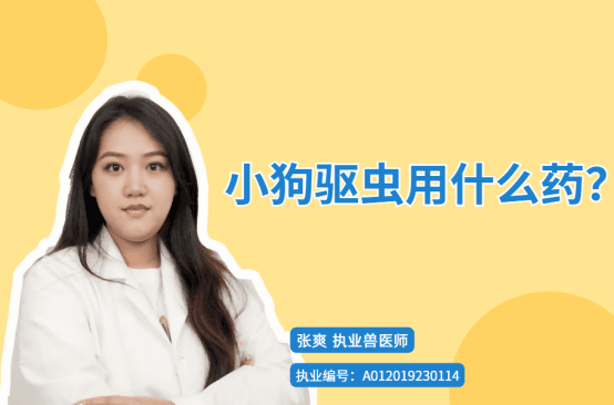 狗狗驱虫全攻略：药物选择与驱虫频率详解